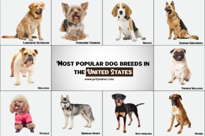 Discovering the Fascinating World of Dog Breeds: A Comprehensive Guide